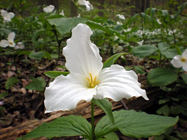 Shade Planting