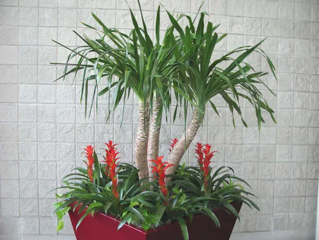 Indoor house plant