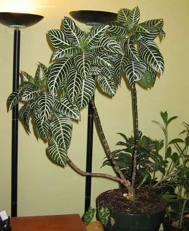 Indoor Tropical Plants
