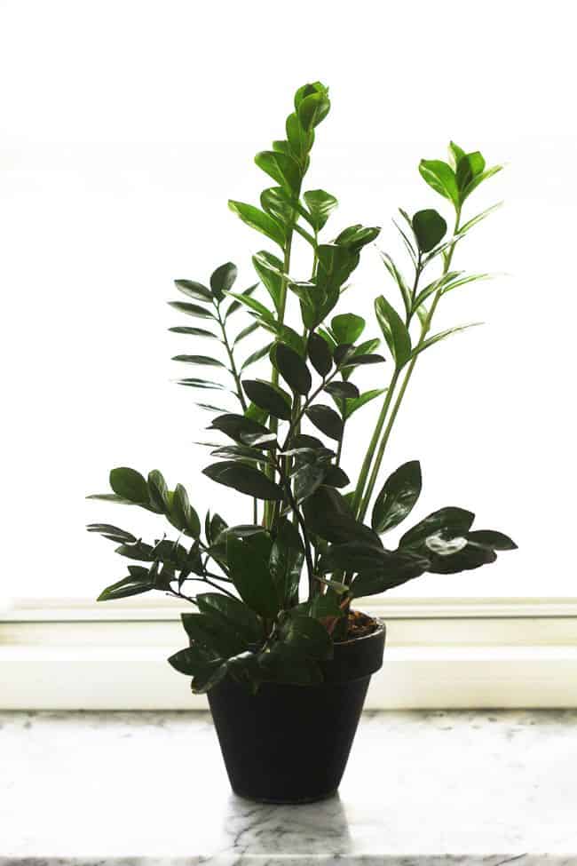 Easy to Grow Houseplants