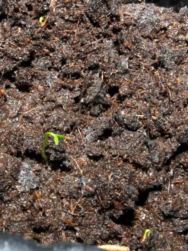 Growing Blueberry