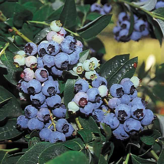 How To Grow Blueberries From Seed