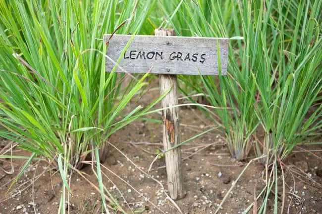 Grow Lemongrass