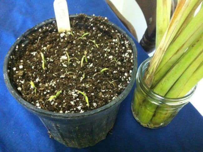 Grow Lemongrass