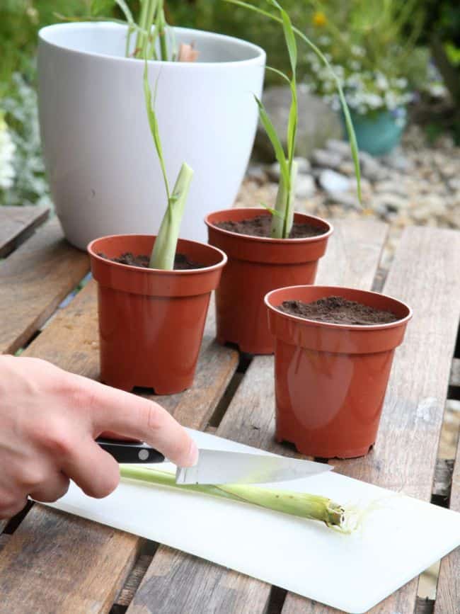 Grow Lemongrass