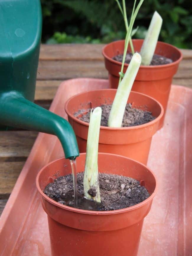 Grow Lemongrass