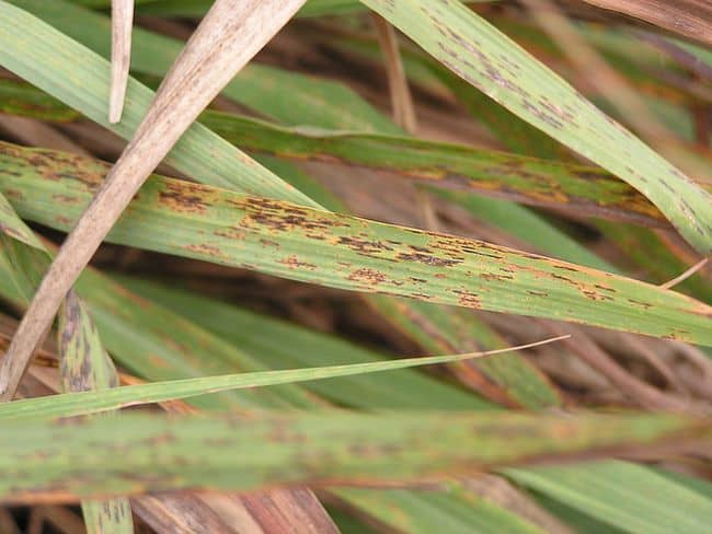 Grow Lemongrass