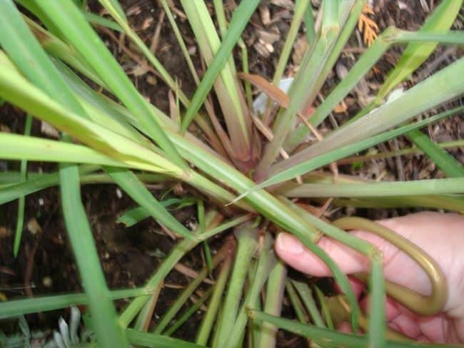 Grow Lemongrass