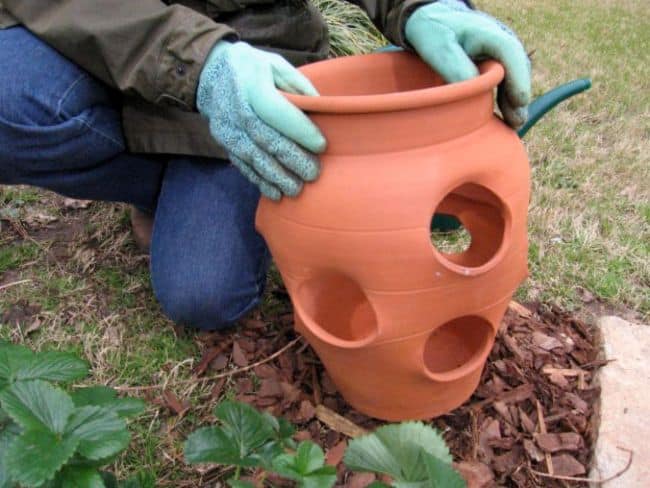 How to Grow Strawberries in Containers