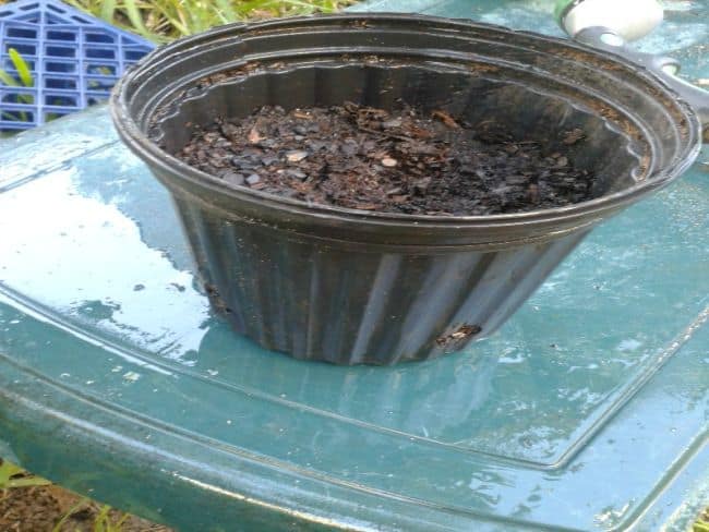How to Grow Strawberries in Containers
