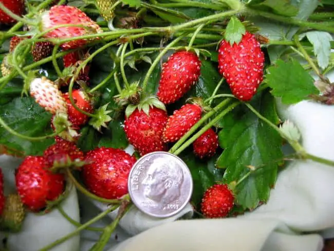 strawberry container ideas