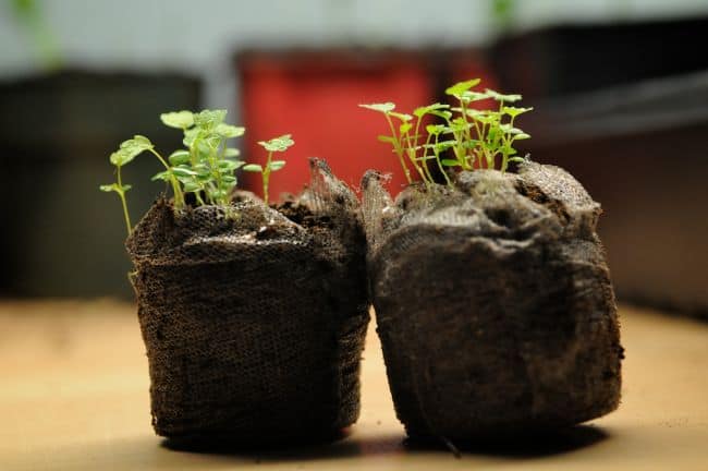 Grow Strawberries in Containers