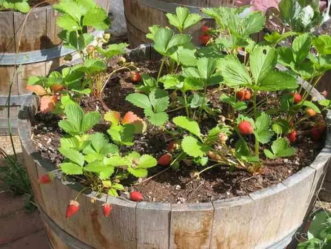 Grow strawberries in containers