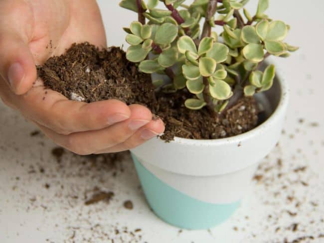 How To Grow Succulents Indoors