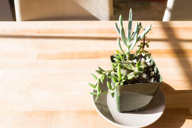 Best Indoor Succulents