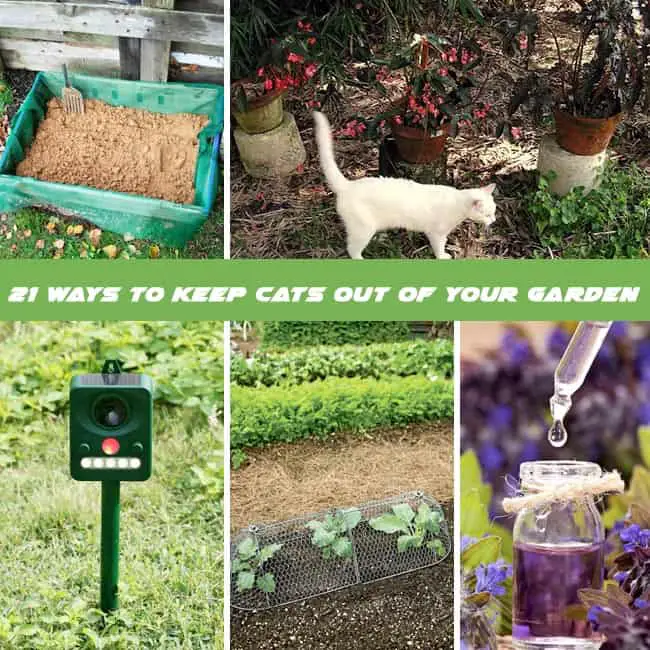 Keep Cats Out Of Garden