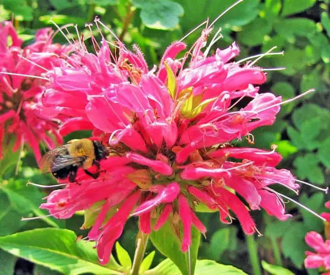 Examples of Flowers we Eat