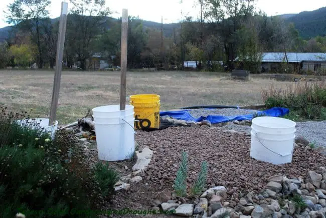 Bucket Gardening