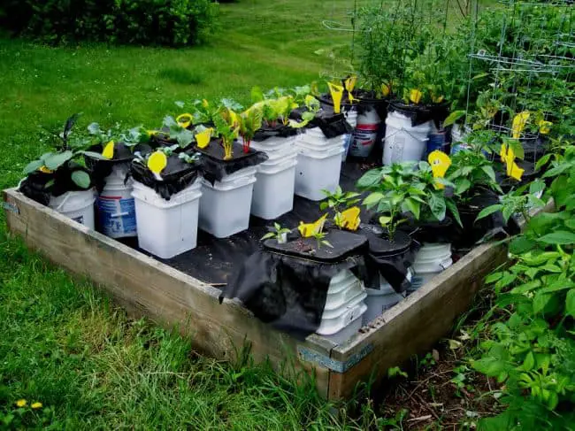 Buckets used as raised beds in garden