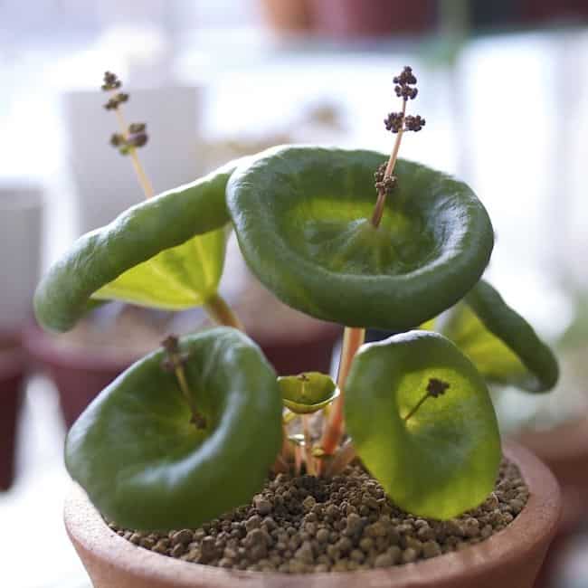 Weird Houseplants