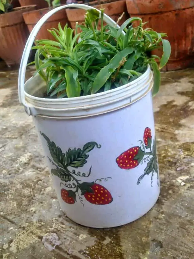  Bucket Gardening