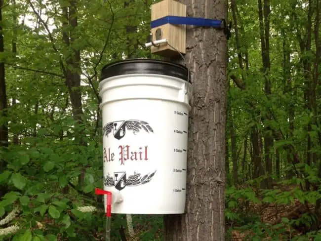 Bucket Gardening