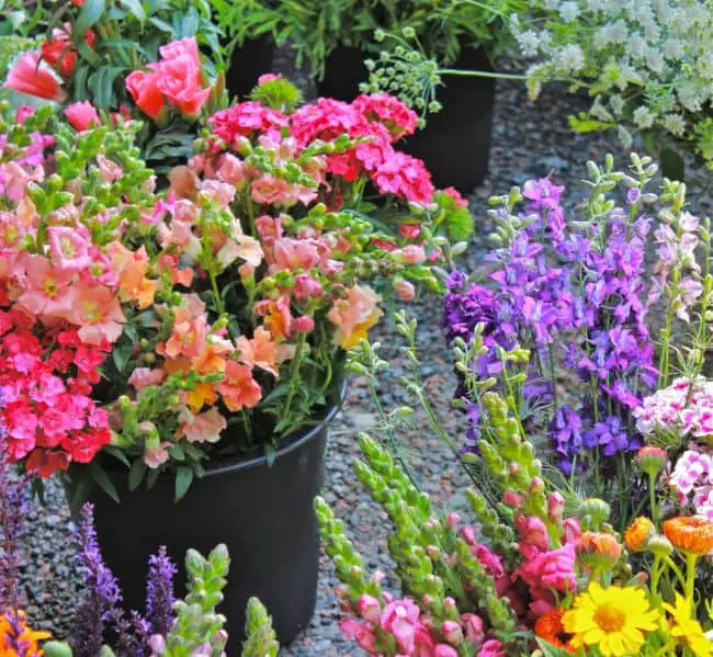 Bucket Gardening