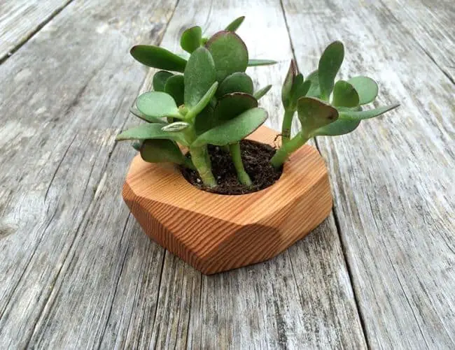 DIY Planter Boxes