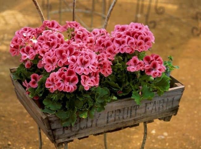 Wooden Planter Boxes