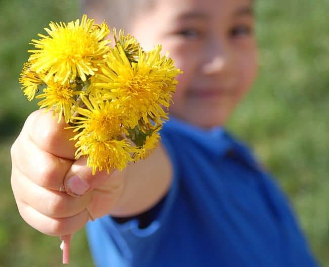 Edible Flowers List