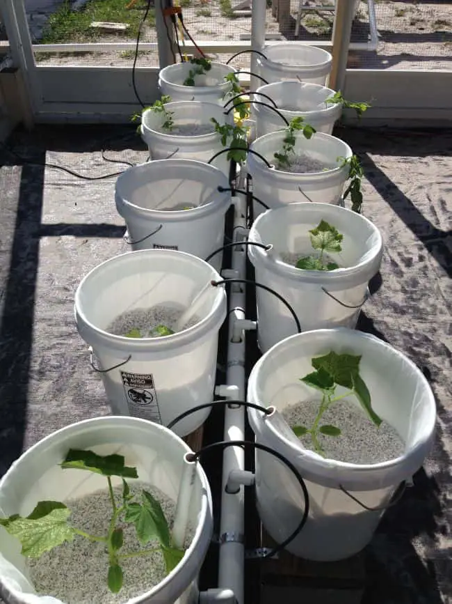 Bucket Gardening