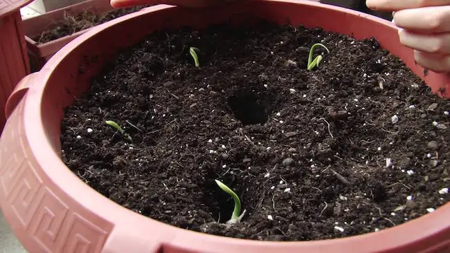 growing garlic indoors