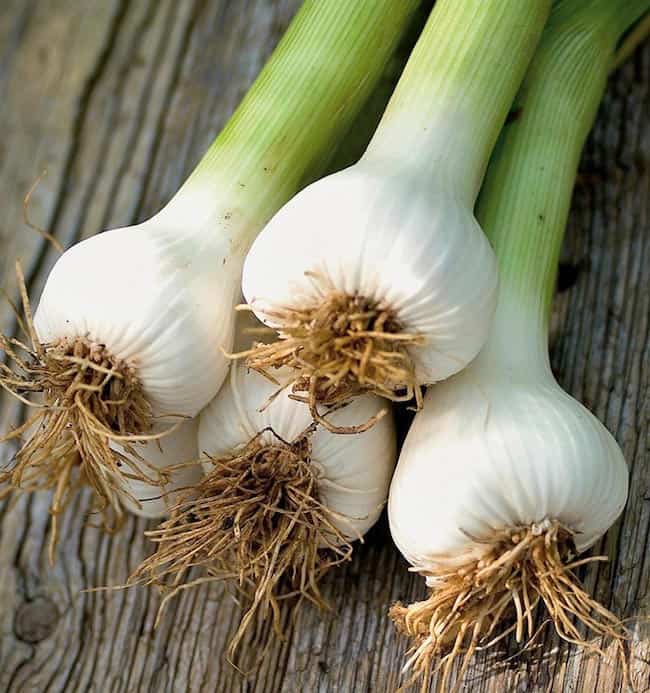 growing garlic indoors