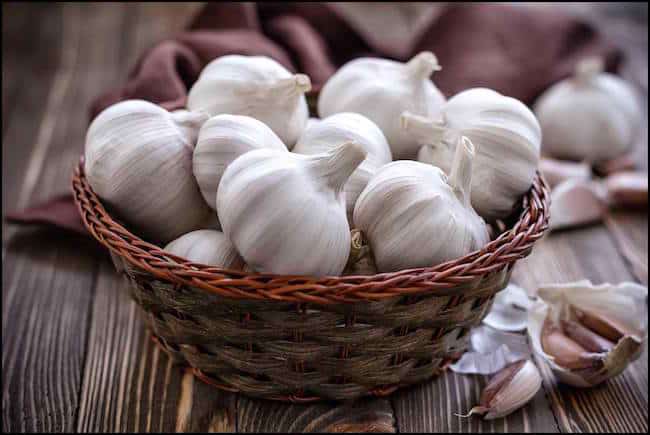 grow garlic indoors