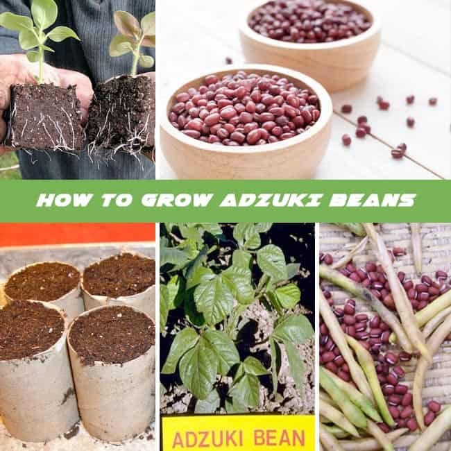 How to Grow Adzuki Beans