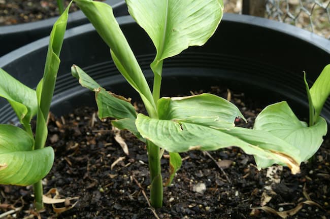 grow cardamom 