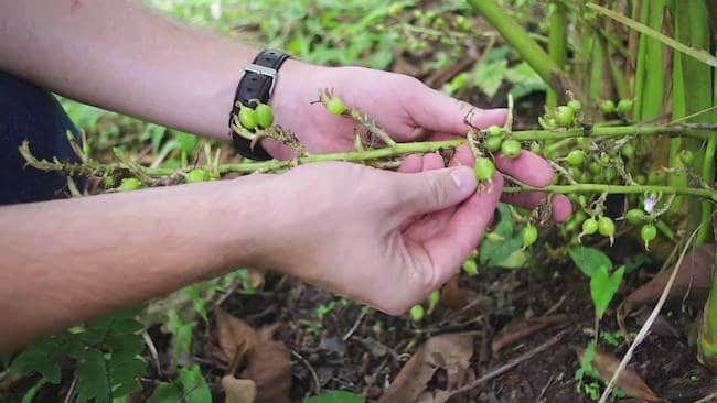 how to grow cardamom