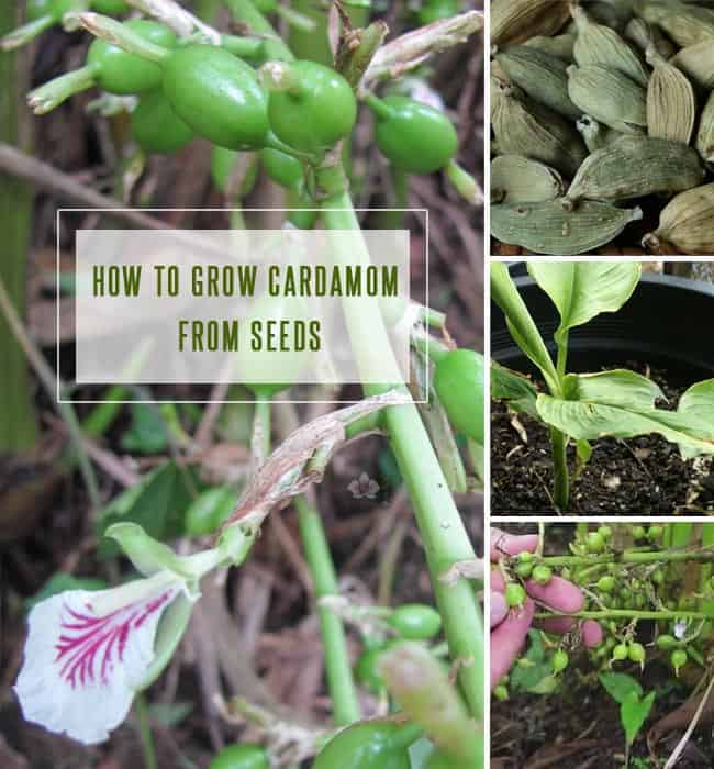 How to Grow Cardamom From Seeds