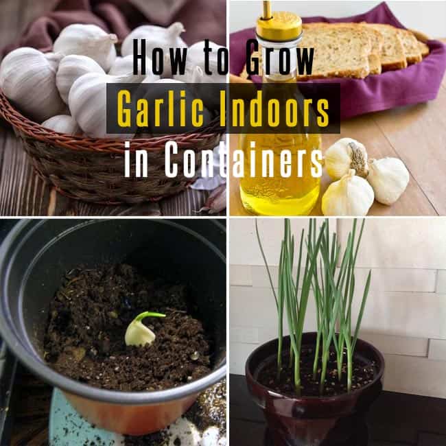 How to Grow Garlic Indoors