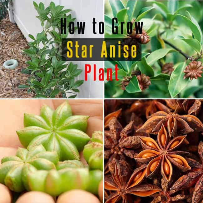 How to Grow Star Anise Plant