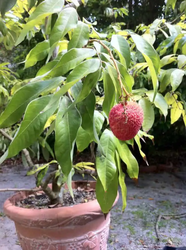 Grow Fruit Trees in Containers
