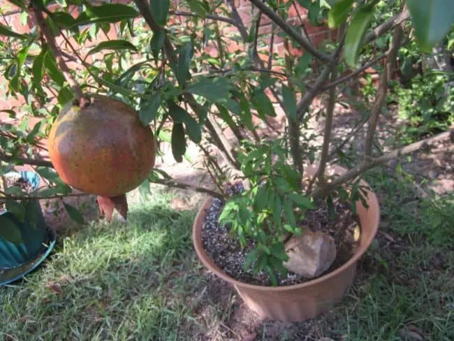 Container Fruit Trees