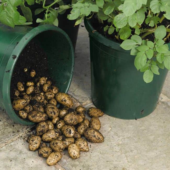 Growing Potatoes in Buckets