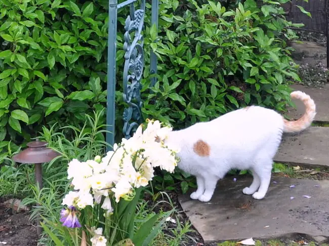 keep cats away from garden