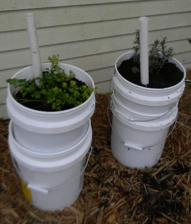 Bucket Gardening