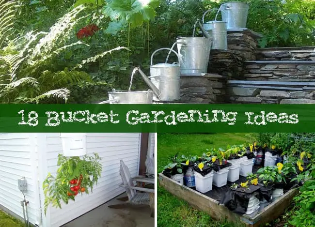 Bucket Gardening Ideas