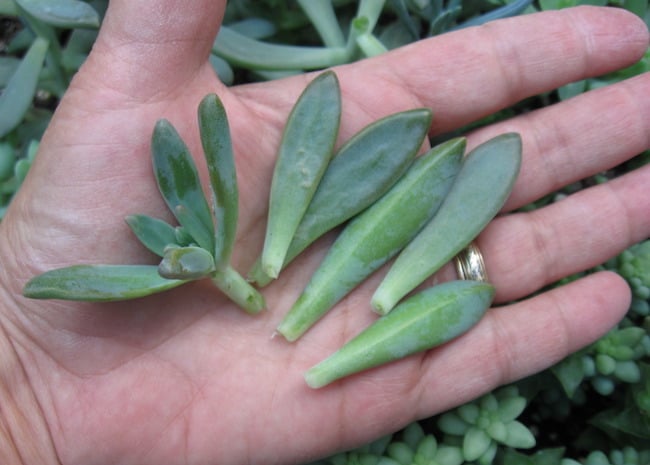 propagating succulents