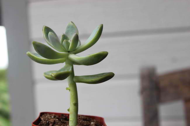 propagate succulent plants