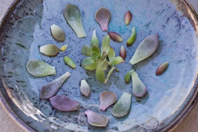 propagating succulents