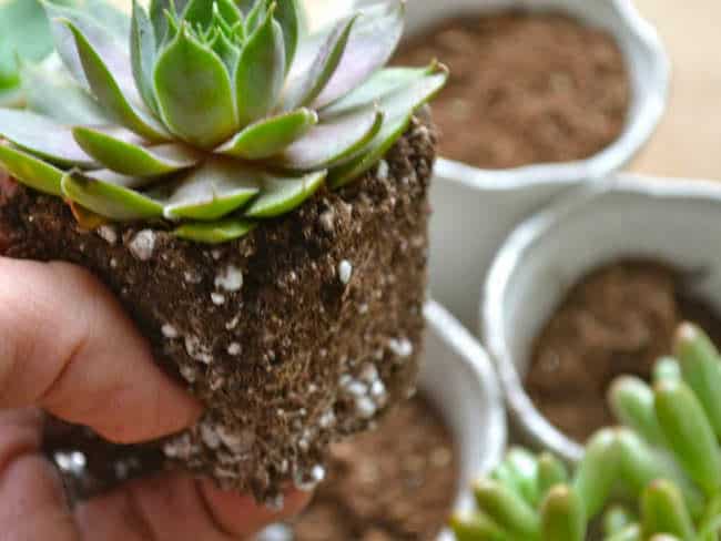 propagating succulents